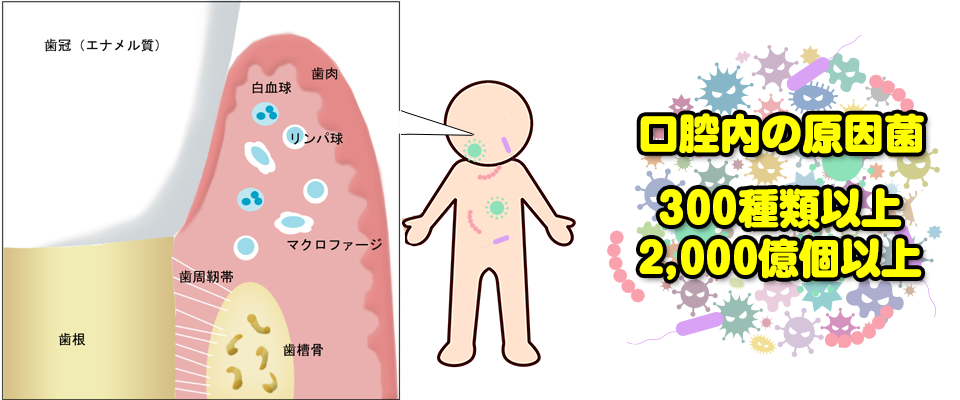唾液の役割と口腔内の免疫機能