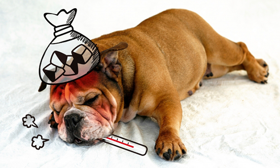 インフルエンザ予防のために